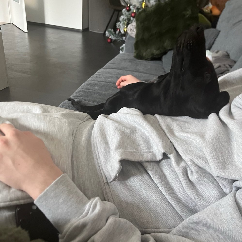 Hundetreffen-Freunde für Izzy-Profilbild