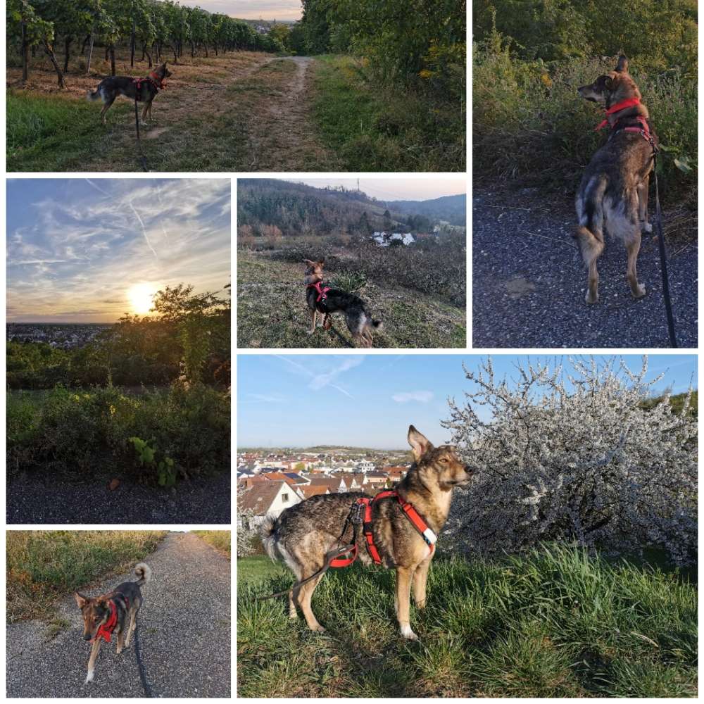 Hundetreffen-Zusammen Gassi gehen in Rauenberg-Profilbild