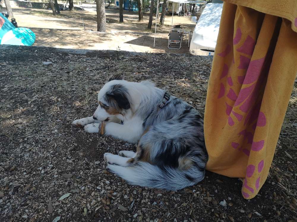 Hundetreffen-Suche Spielpartner-Profilbild