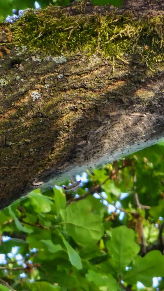 Giftköder-Eichenprozessionsspinner-Profilbild