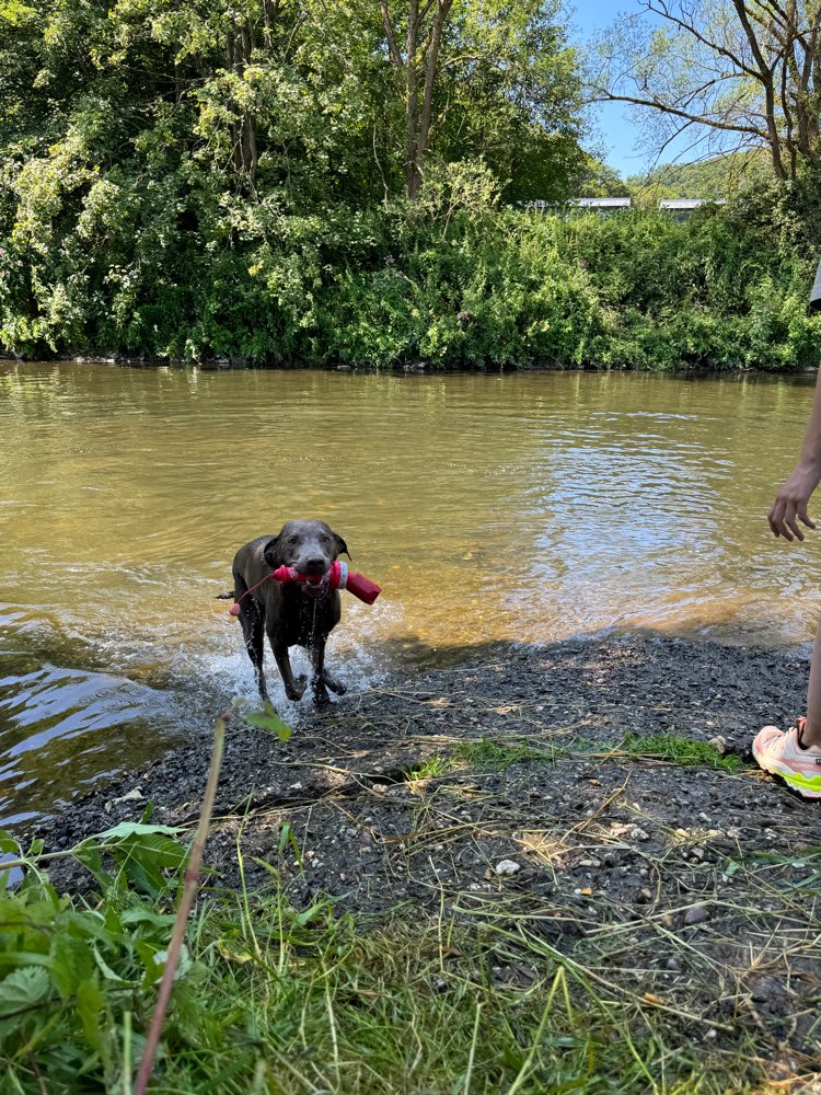 Hundetreffen-Treffen zum schwimmen ☀️💦-Profilbild