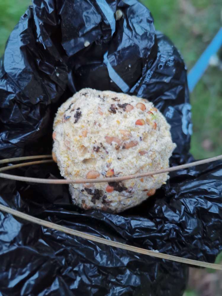 Giftköder-mehrfach Vogelfutter ohne Baumnähe-Profilbild