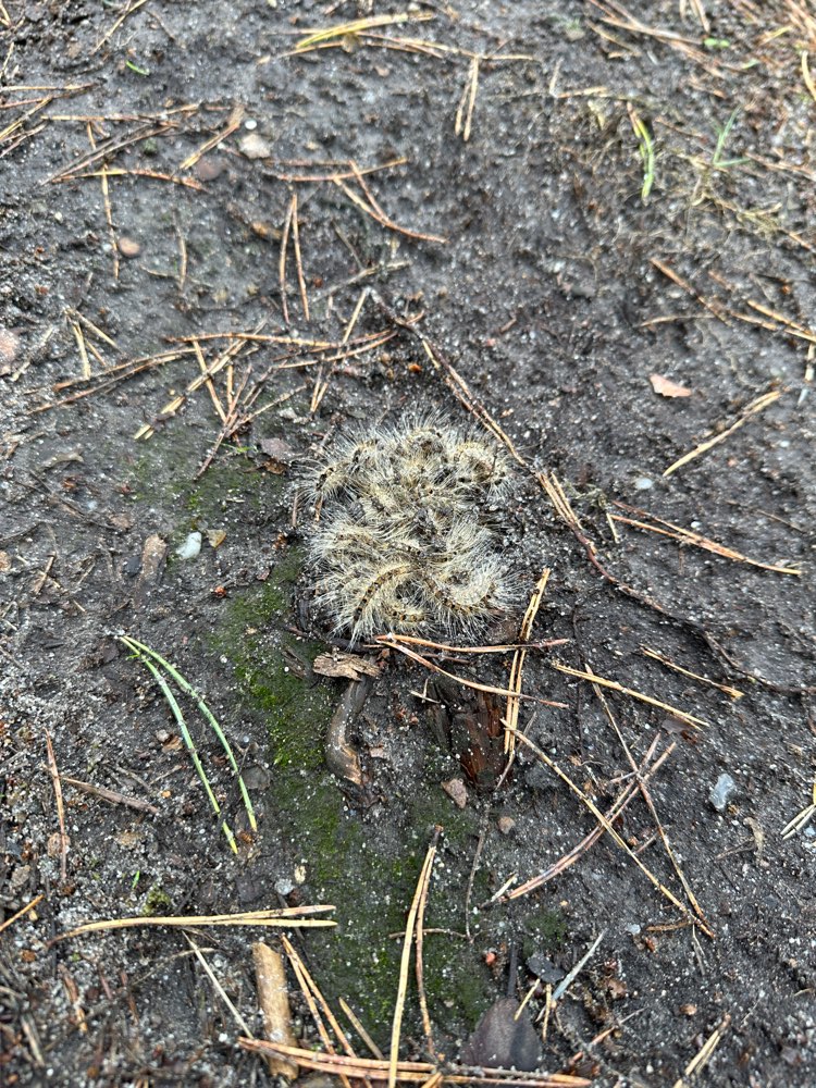 Giftköder-Eichenprozessionsspinner-Profilbild