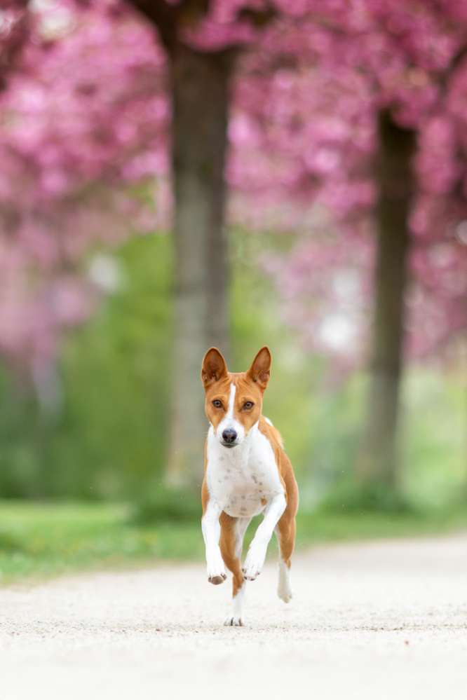 Hundetreffen-Hundekontakte gesucht / Trainingspartner-Profilbild