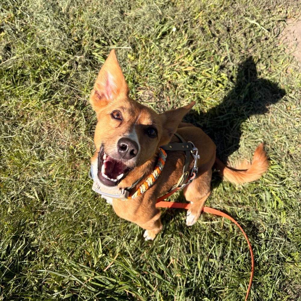 Hundetreffen-Mantrailing-Profilbild
