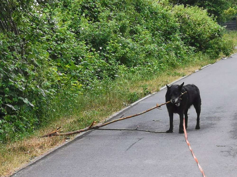 Hundetreffen-Suche Spielkameraden-Profilbild
