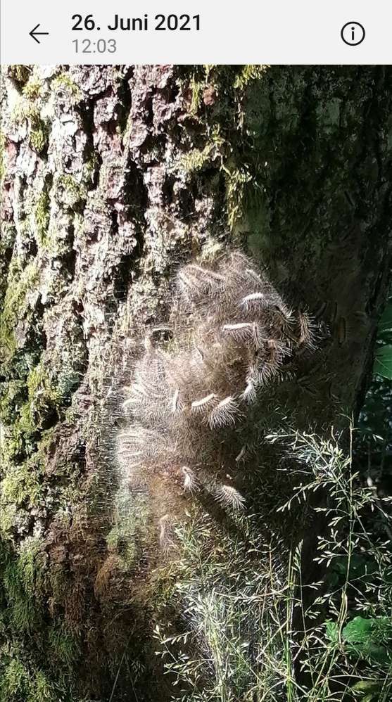 Giftköder-Eichenprozessionsspinner-Profilbild