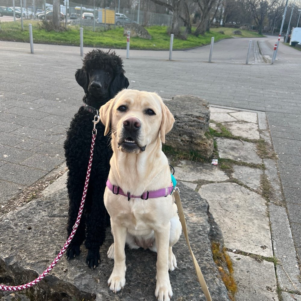 Hundetreffen-Hunde Begegnungen / Gassi Runden-Profilbild