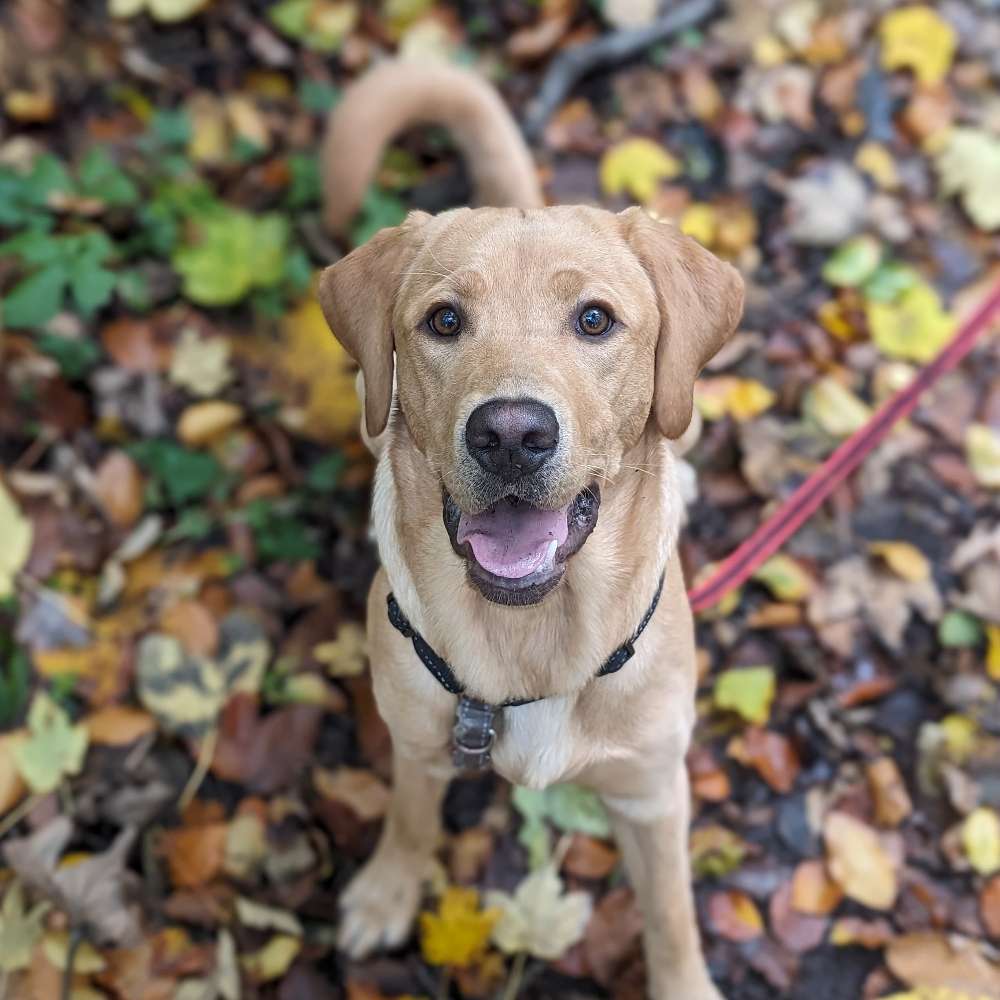 Hundetreffen-Looking for dog friends🐶-Profilbild