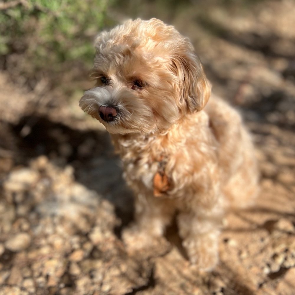 Hundetreffen-Mini-Treff-Profilbild