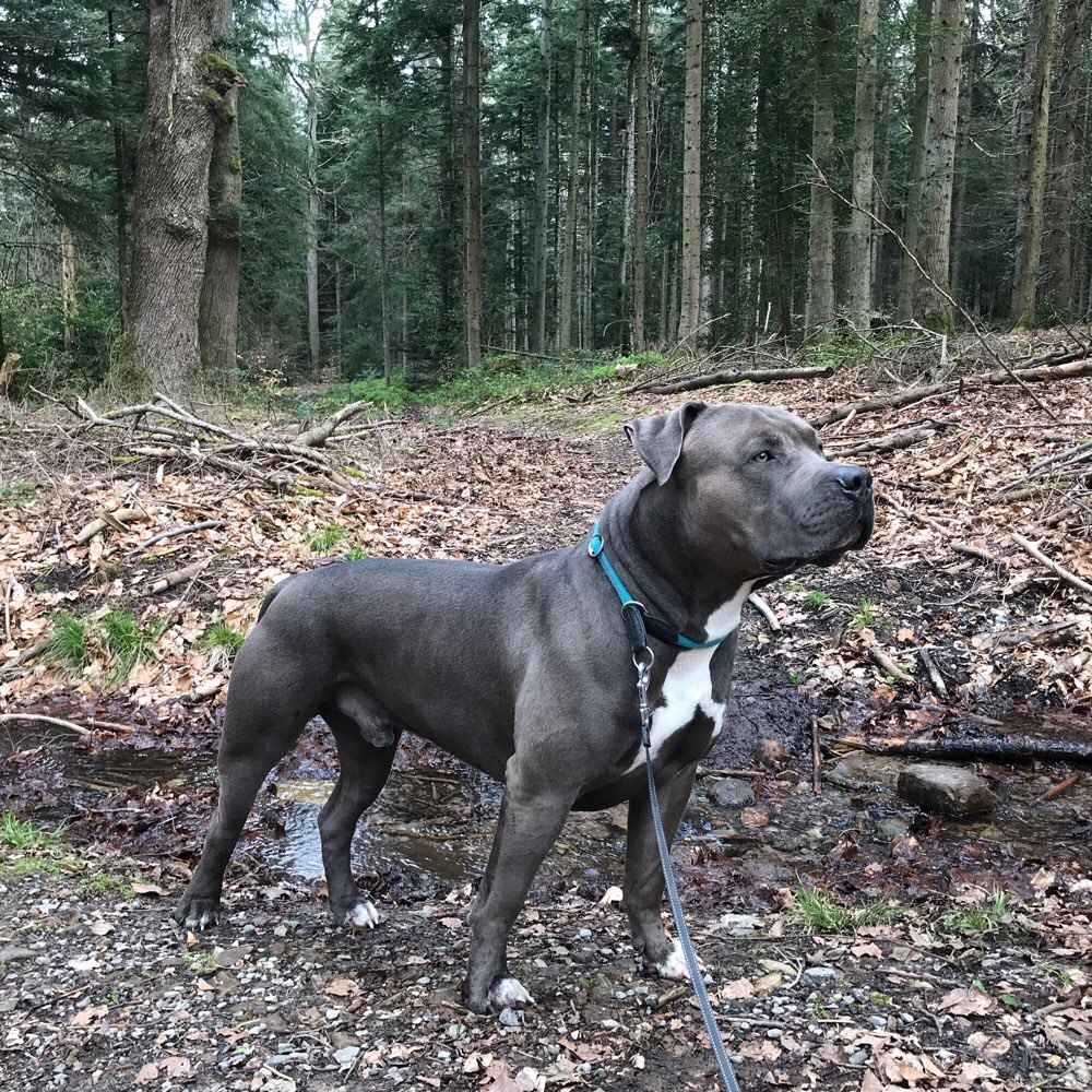 Hundetreffen-Gassi- und Spieltreffen-Profilbild