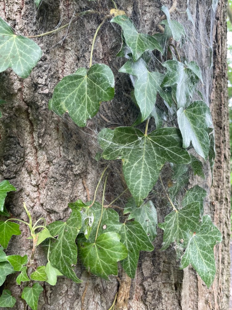 Giftköder-Eichenprozessionsspinner Hamm (Pelkum)-Profilbild