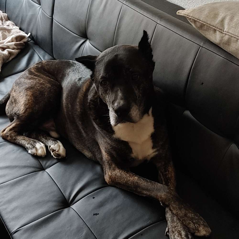 Hundetreffen-Suche Hundebesitzer für gemeinsame Spaziergänge-Profilbild