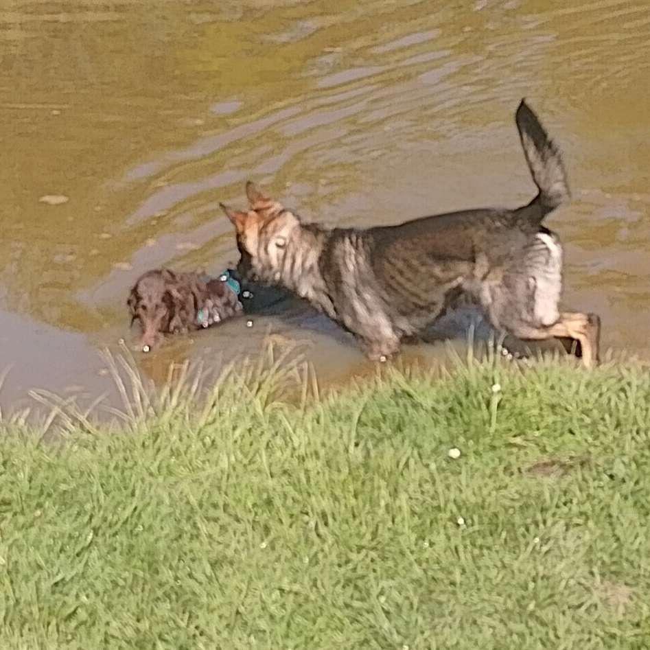 Hundetreffen-Treffen um Hundebegegnungen zu üben-Profilbild