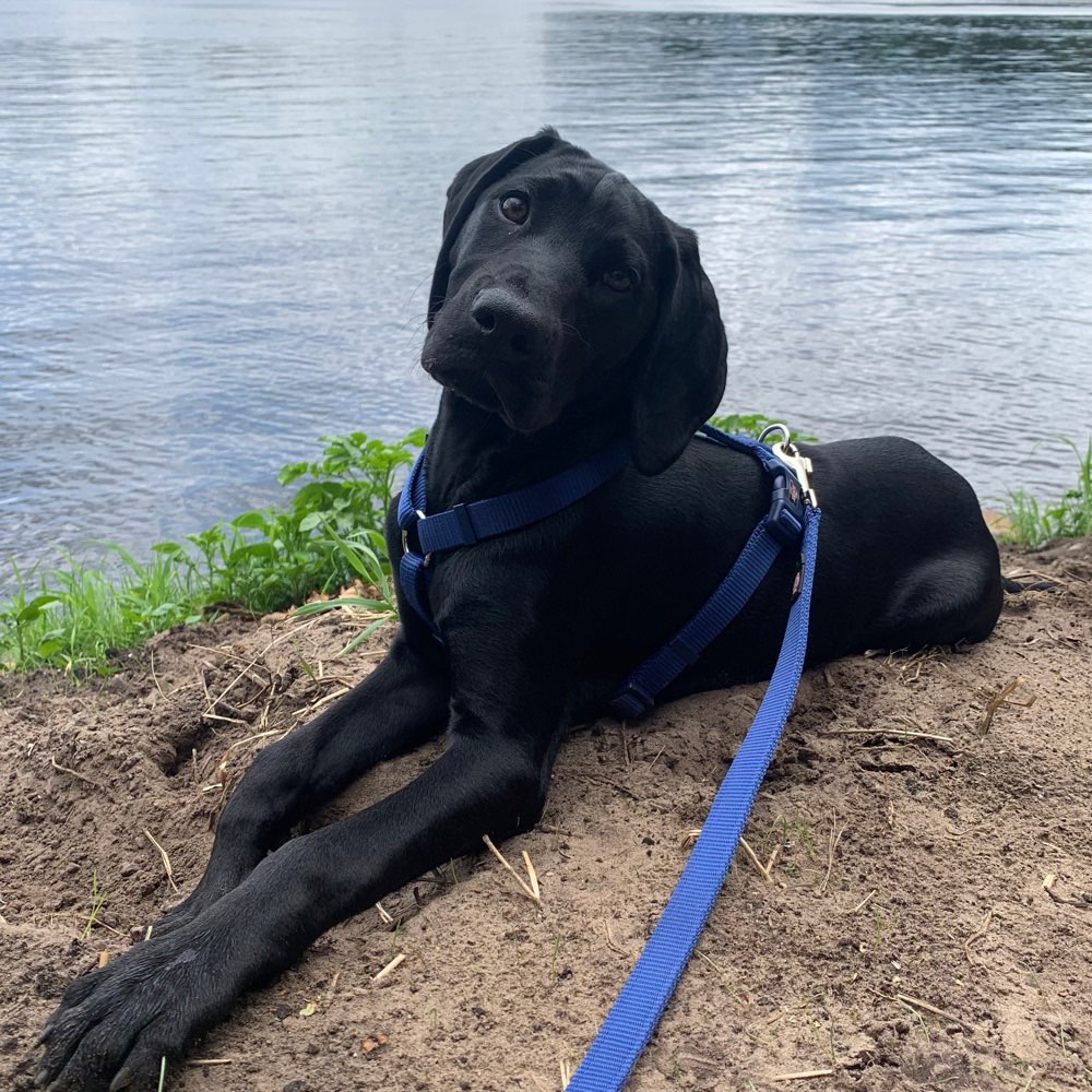 Hundetreffen-Spielpartner und spazier Freund gesucht-Profilbild