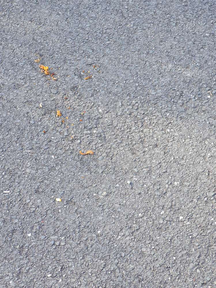 Giftköder-Evtl. Giftköder-Profilbild