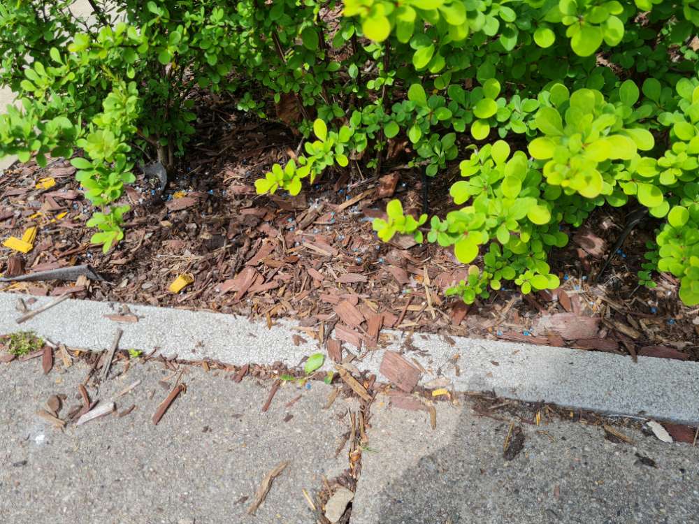 Giftköder-Vermutlich Blaukorn/ Dünger-Profilbild