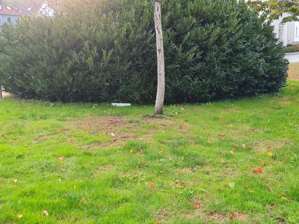 Giftköder-2 Rattengiftköderboxen aufgestellt-Profilbild