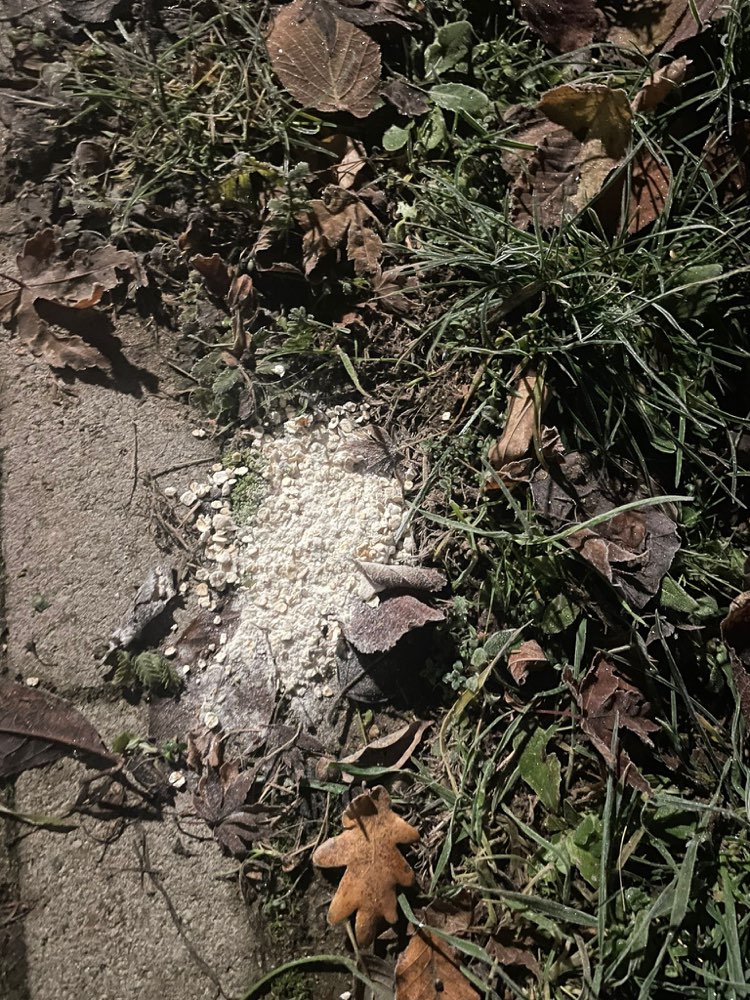 Giftköder-Mögliches Gift-Profilbild