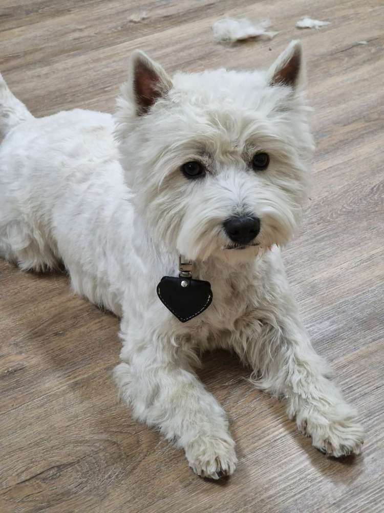 Hundetreffen-Westitreffen-Profilbild