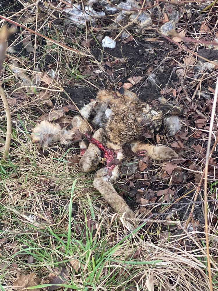 Giftköder-Hasenpest Ansteckungsgefahr-Profilbild