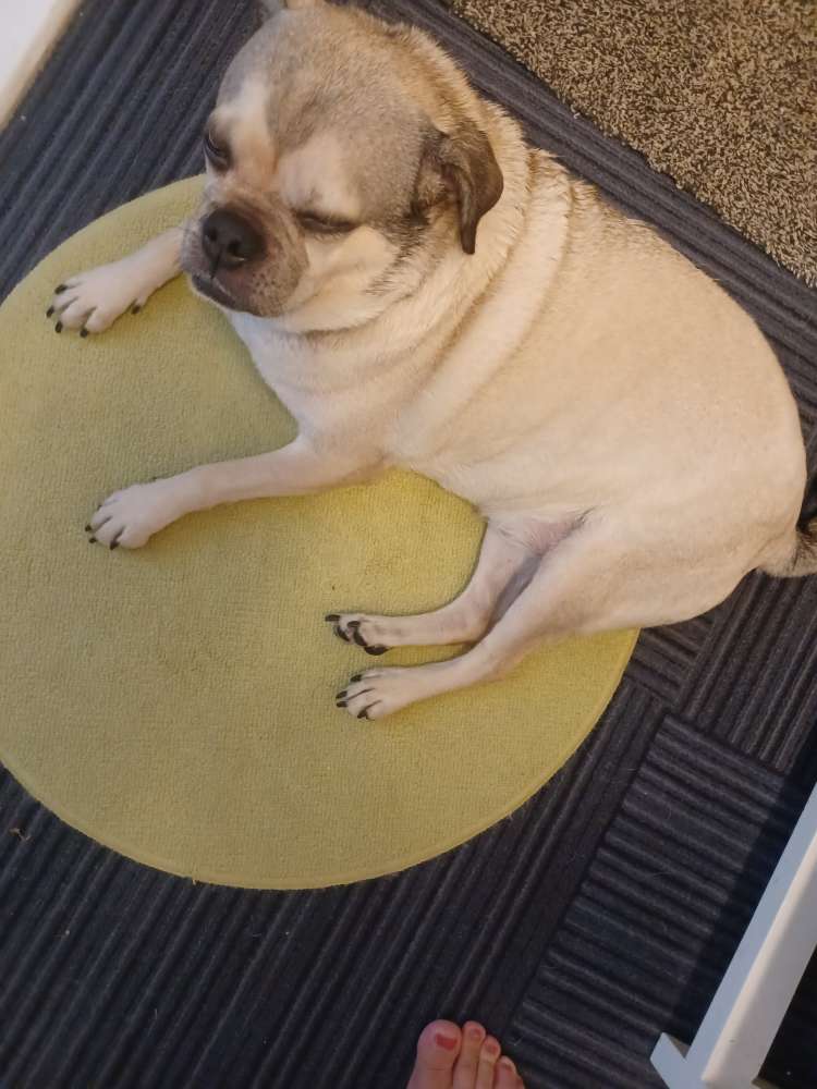 Hundetreffen-Suche Gassifreunde Buckow-Profilbild