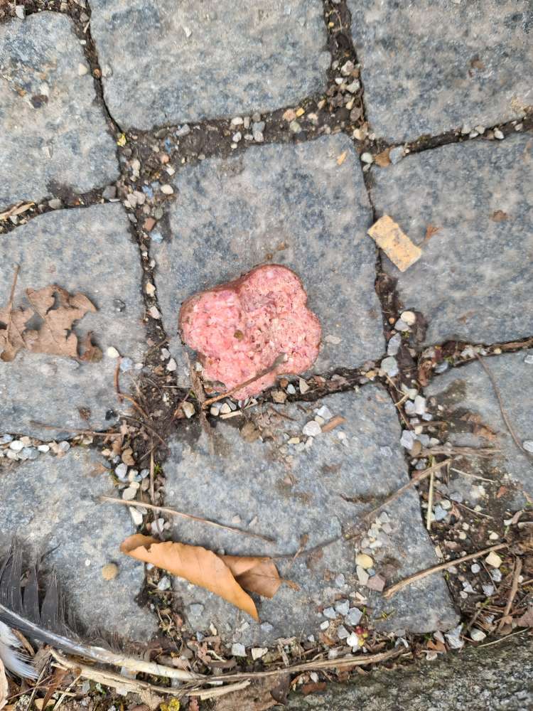 Giftköder-Wurststücke im Laub-Profilbild