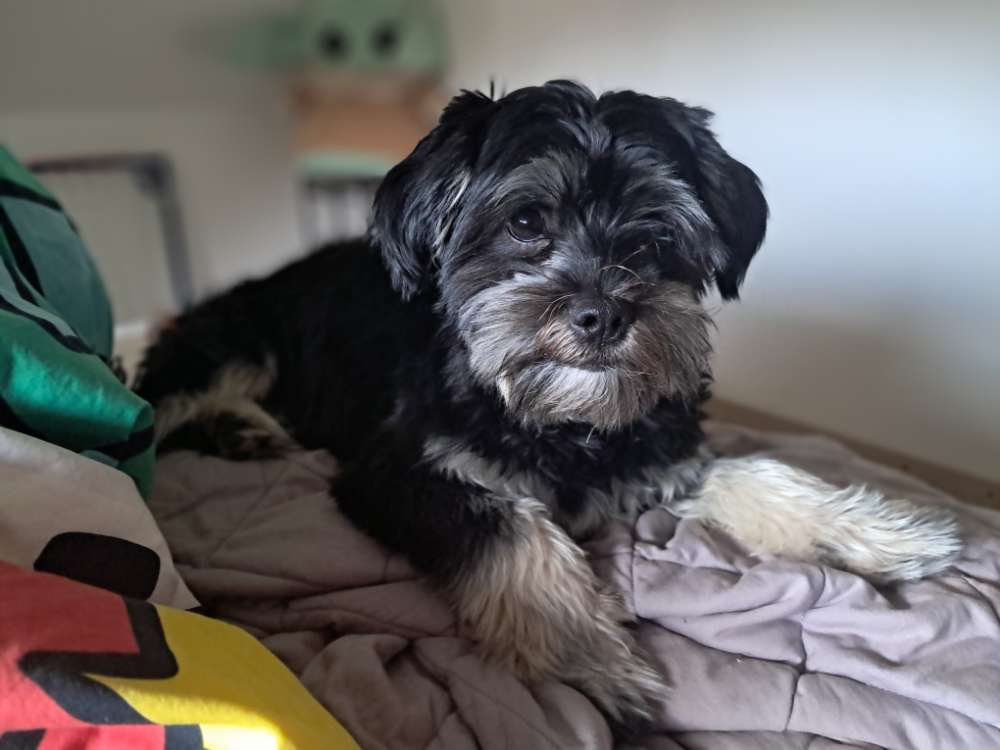 Hundetreffen-Spieletreffen-Profilbild