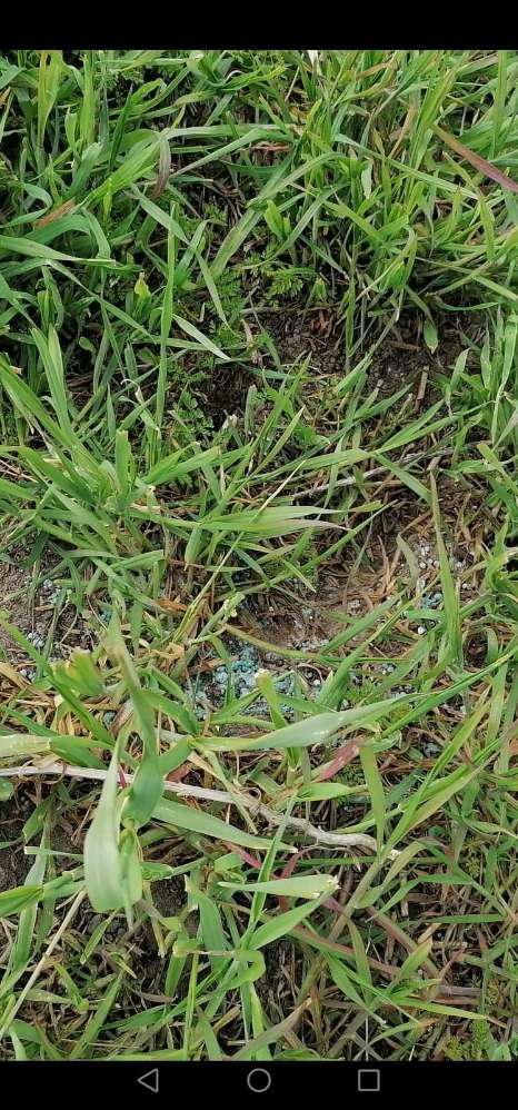 Giftköder-Blaukorn oder Schneckenkorn-Profilbild