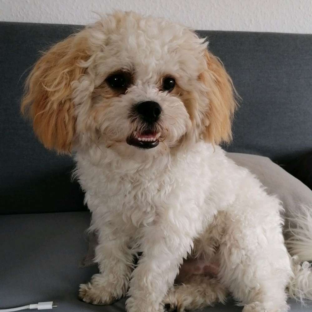 Hundetreffen-Spieltreff Schlossgarten-Profilbild