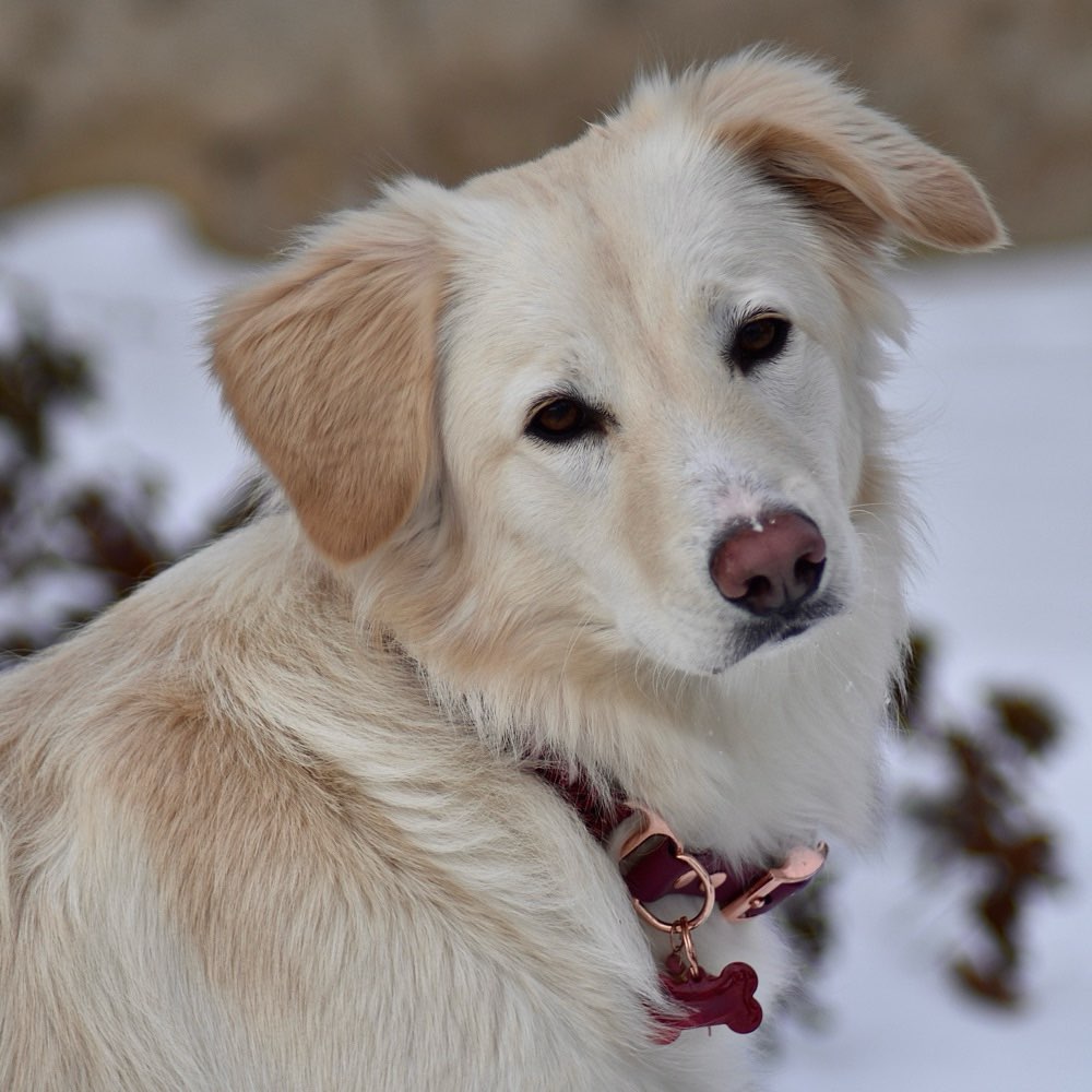 Hundetreffen-Spielefreund & Gassipartner-Profilbild