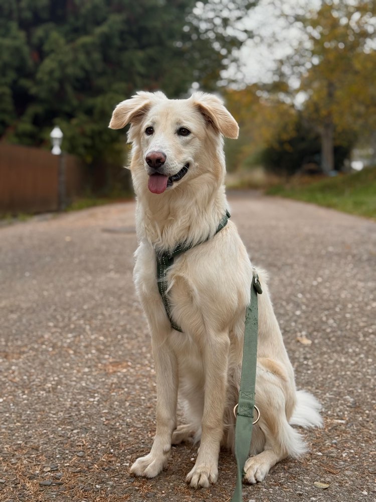 Hundetreffen-Spielefreund & Gassipartner-Profilbild