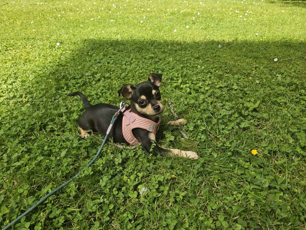 Hundetreffen-Lumi sucht Hunde-Freund/in-Profilbild