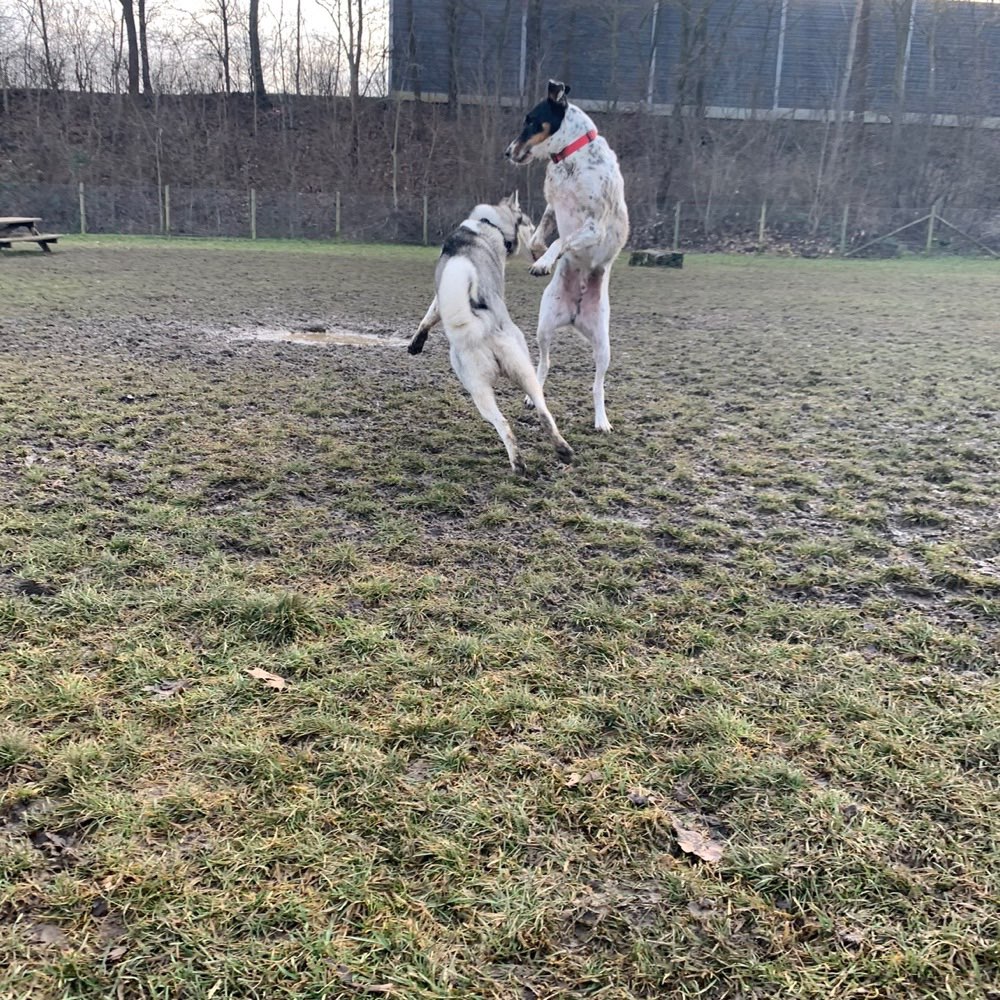 Hundetreffen-Gibt es in Ulm und Umgebung einen Hundespielplatz?-Profilbild