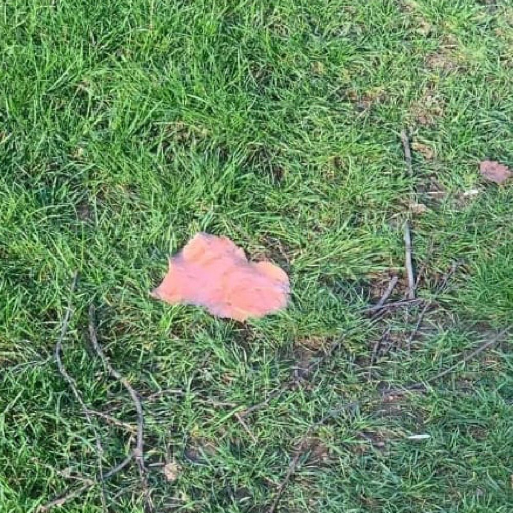 Giftköder-Vermutlich Giftköder-Profilbild