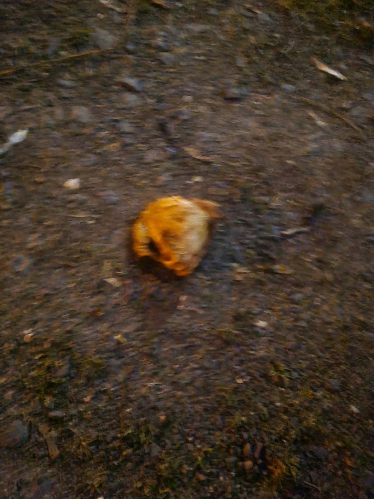 Giftköder-Giftköder ausgelegt-Profilbild