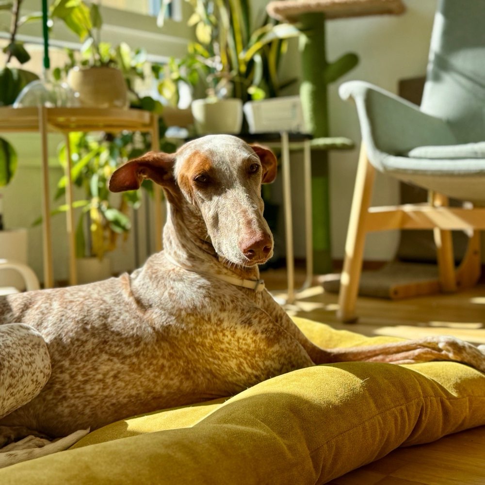 Hundetreffen-Playdate with Ella-Profilbild
