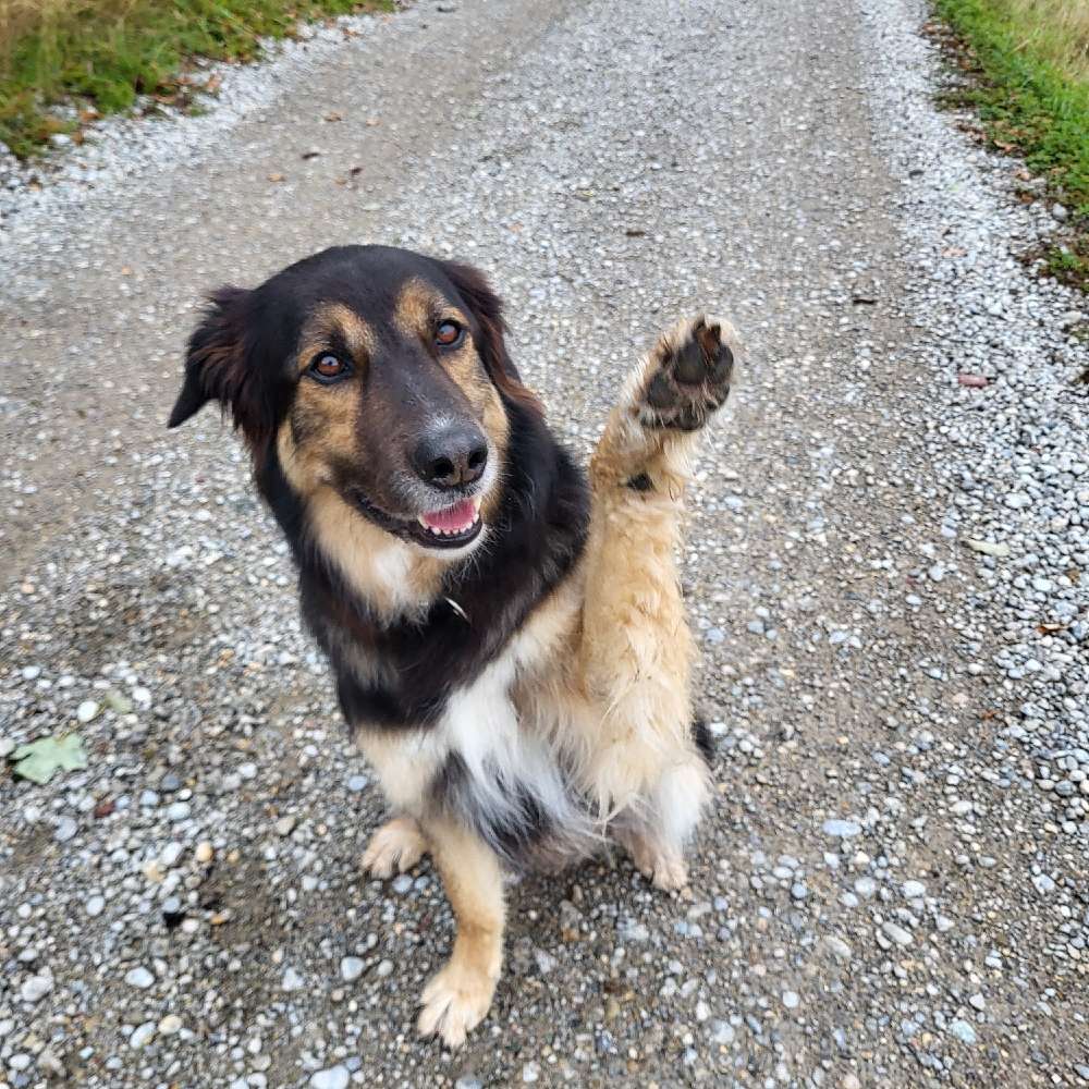 Hundetreffen-Social Walk-Profilbild