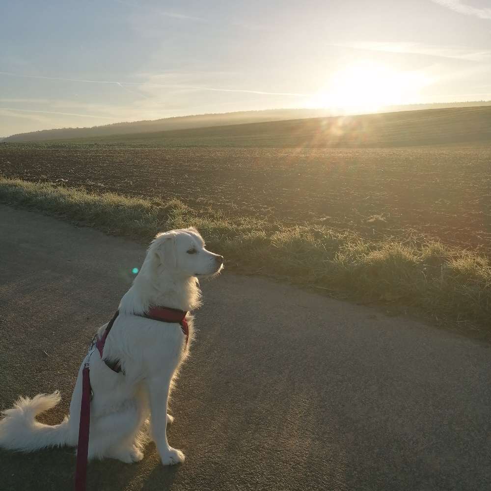 Hundetreffen-Gemeinsame Gassirunde /Spieletreff-Profilbild