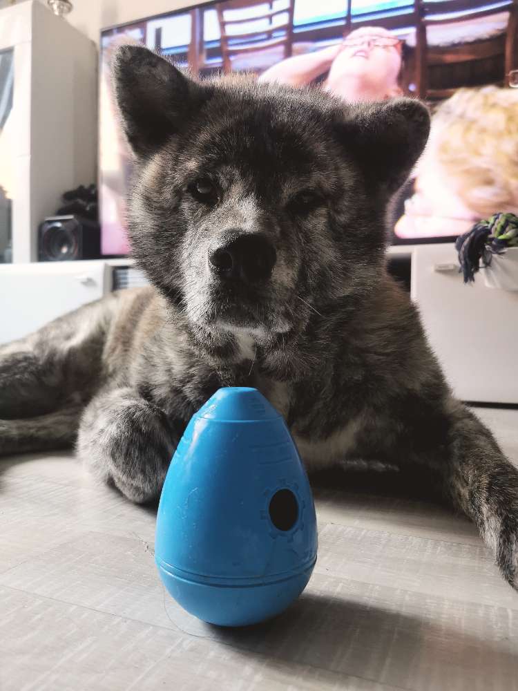 Hundetreffen-Ruhige Runde zum Training-Profilbild