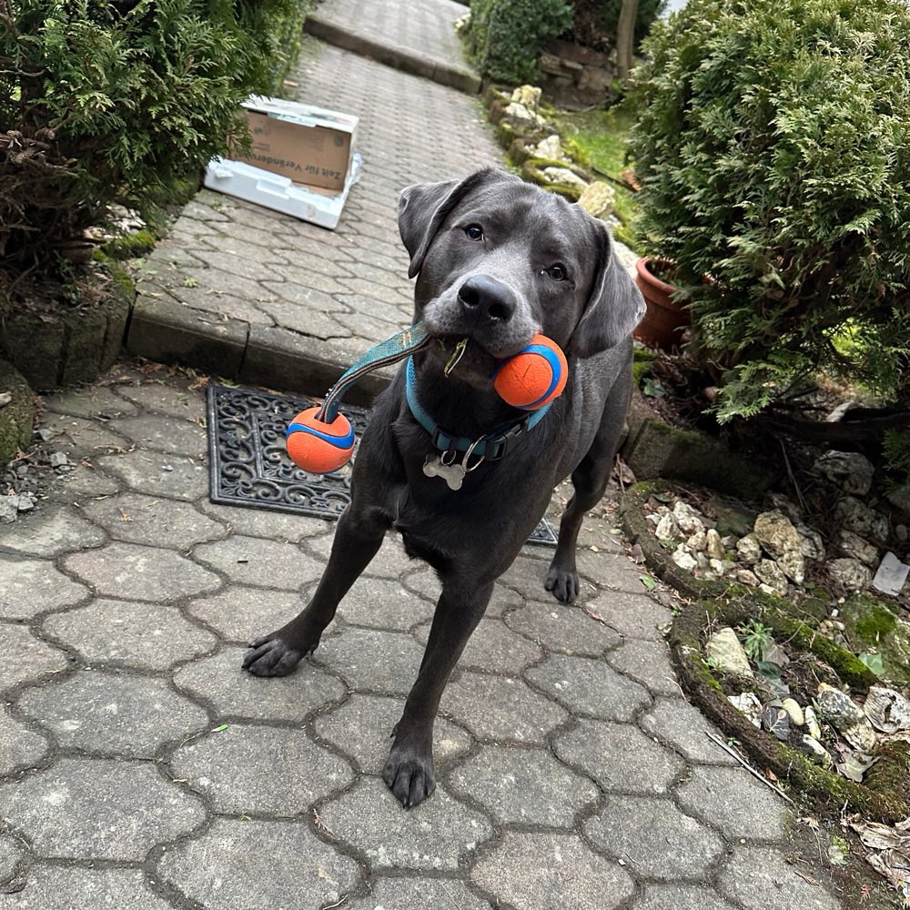 Hundetreffen-Gino sucht Freunde zum laufen und spielen (:-Profilbild