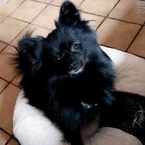 Hundetreffen-Spitze/Pomeranians Steinfurt & Umgebung-Profilbild