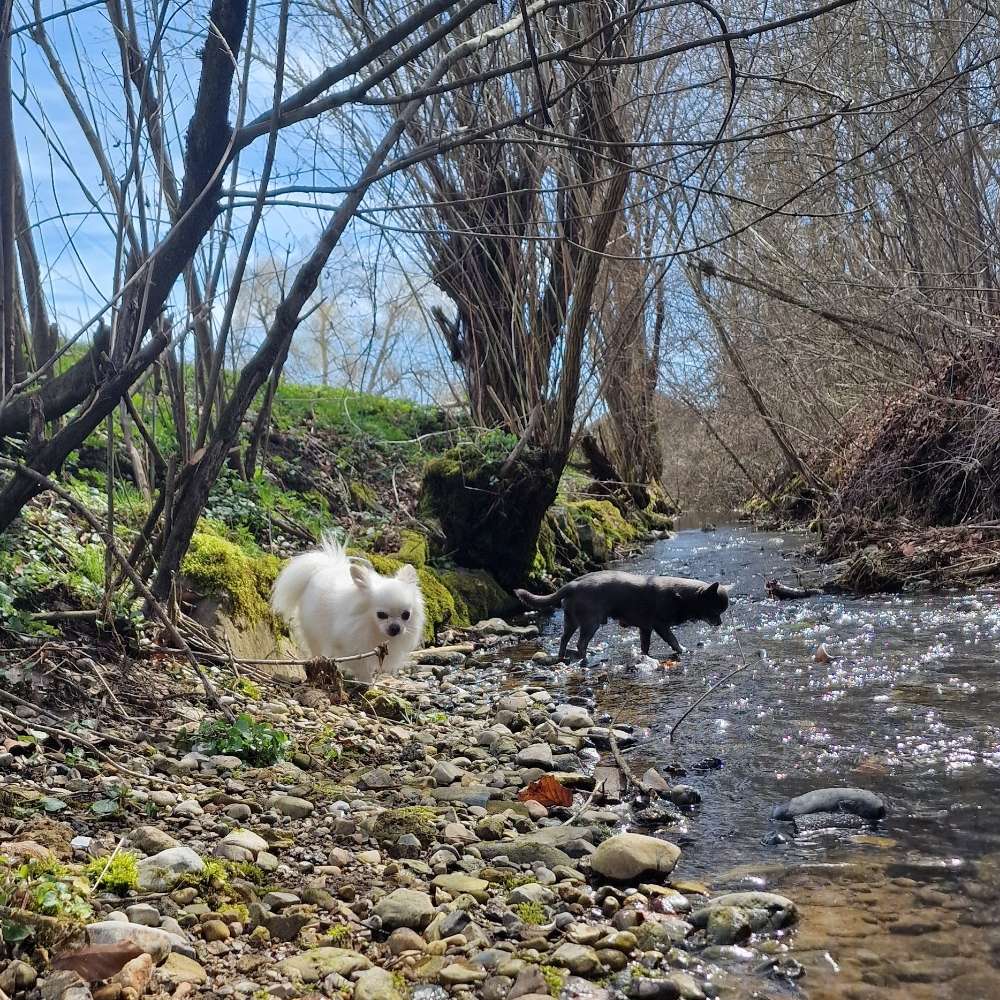 Hundetreffen-Gassirunden-Profilbild