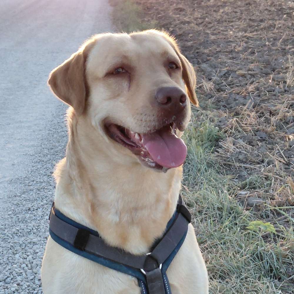 Hundetreffen-Spiel- und/oder Gassi-Runde-Profilbild
