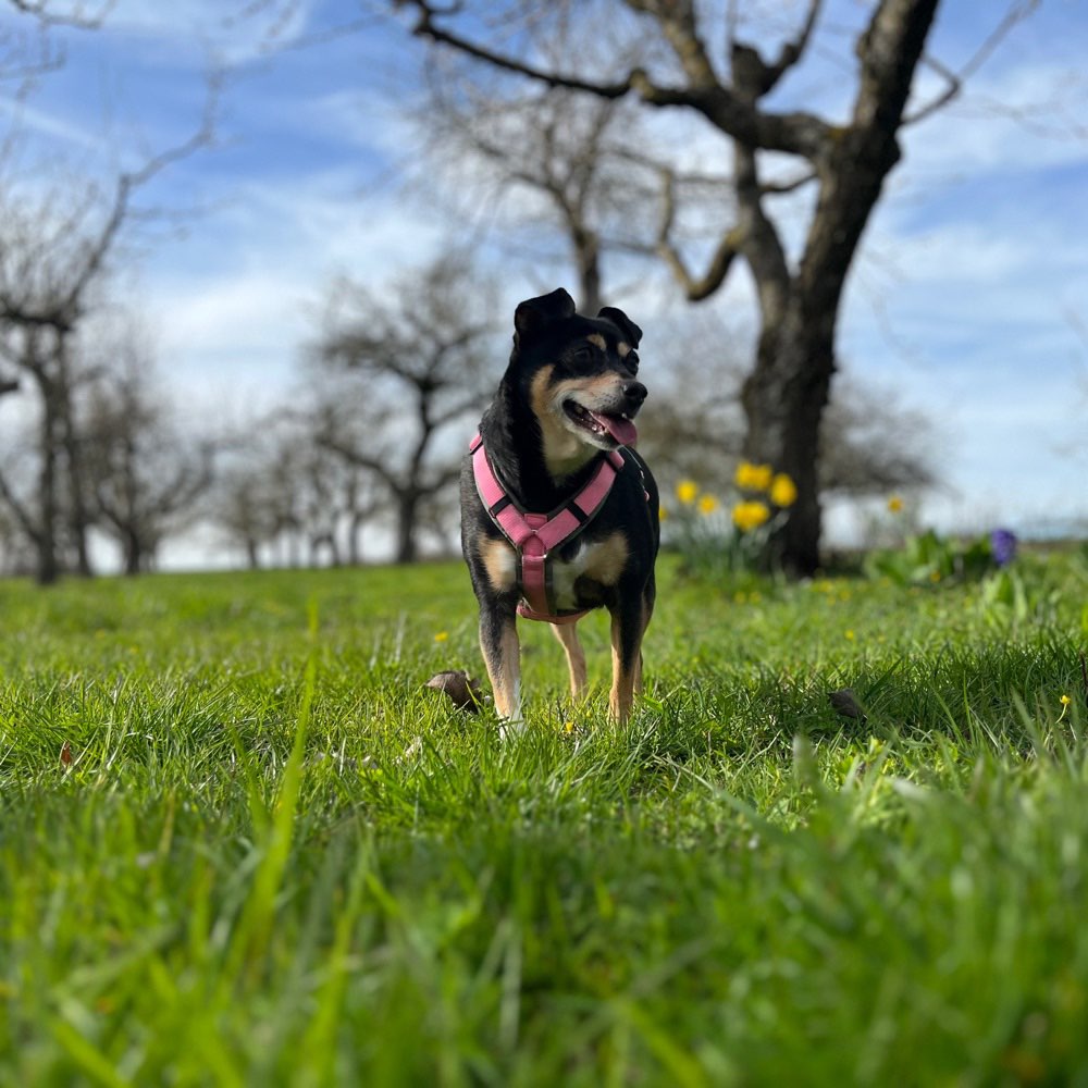 Hundetreffen-Gemeinsames spazieren in Langenau 🤗-Profilbild