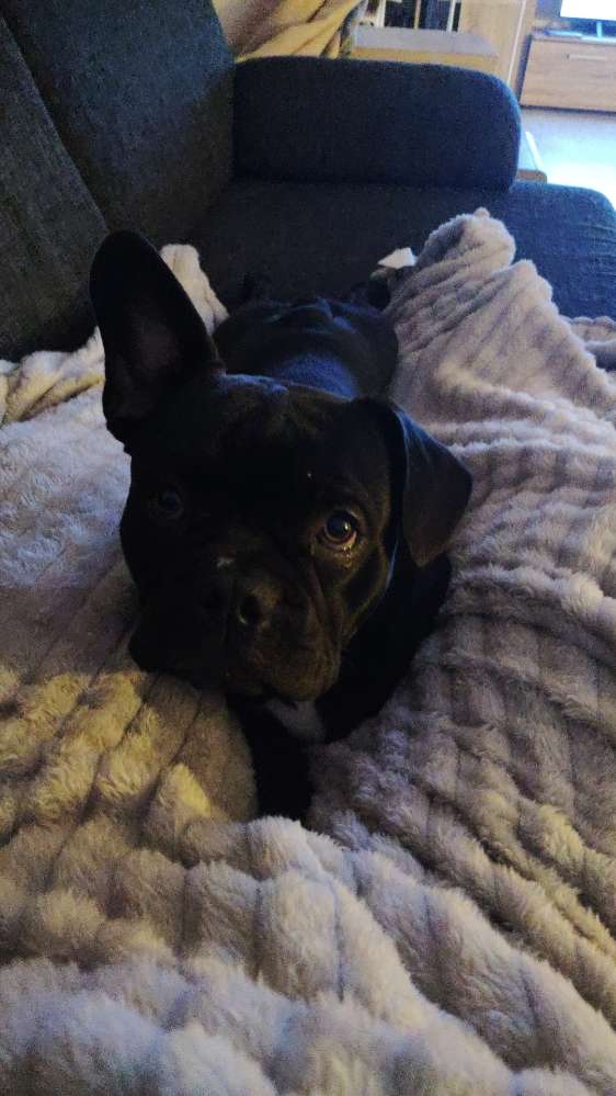 Hundetreffen-Gassirunden/Spieltreff etc, Hauptsache andere Tolle Hunde 🐾🌈🫂-Profilbild