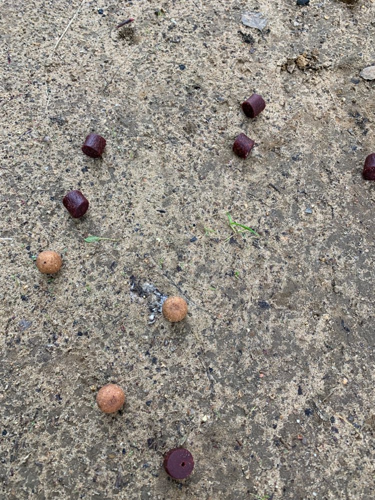 Giftköder-Mögliche Giftköder Fleisch/ Fisch Stücke-Profilbild