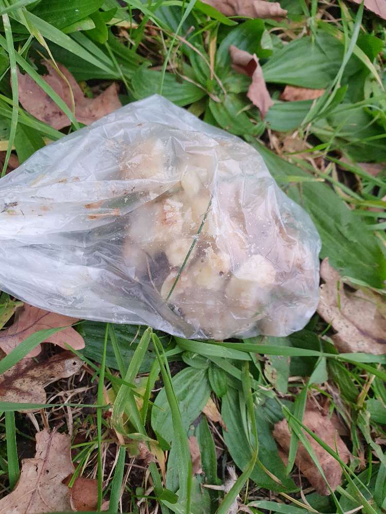 Giftköder-GRÜNE Fleischstücke-Profilbild