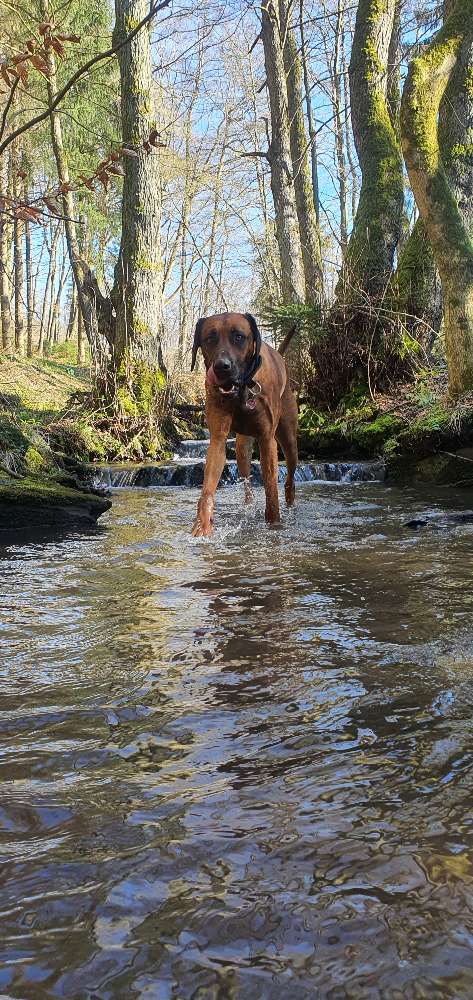 Hundetreffen-Spazierpartner gesucht-Profilbild