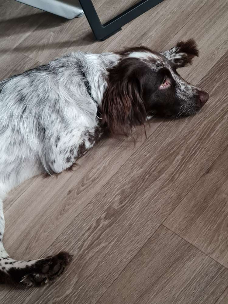 Hundetreffen-Spiel und Gassirunden-Profilbild